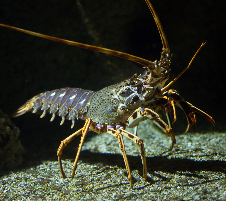 Common lobster - Malta National Aquarium