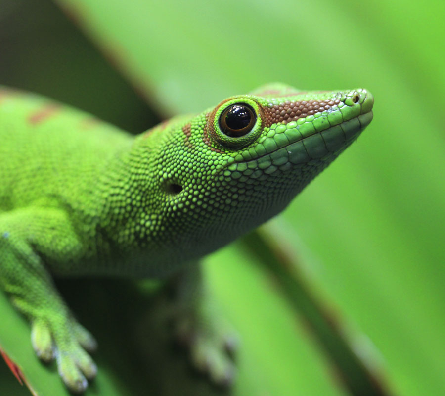 Madagascar day gecko - Malta National Aquarium