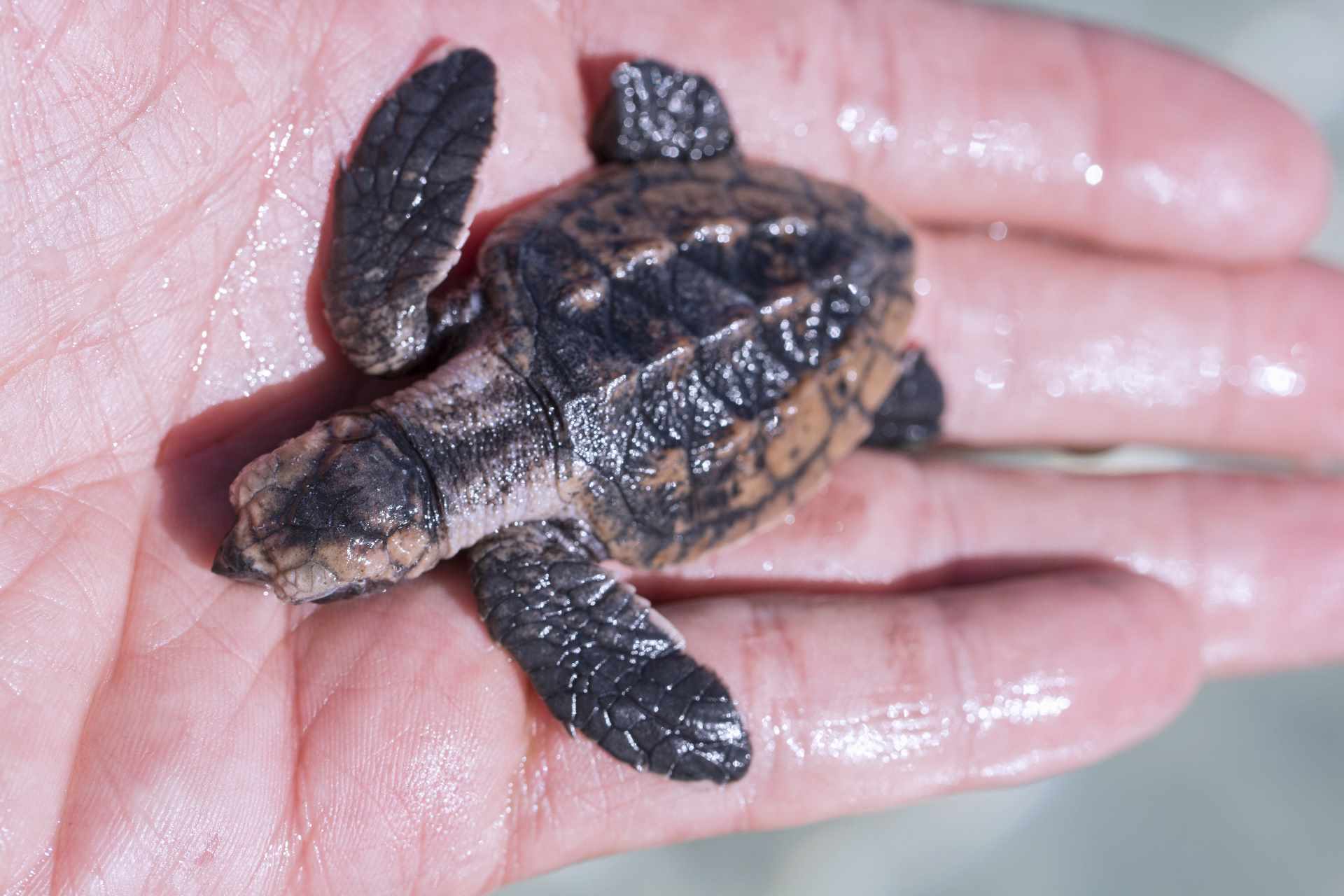 Sea Turtles in Malta – An Endangered Species - Malta National Aquarium