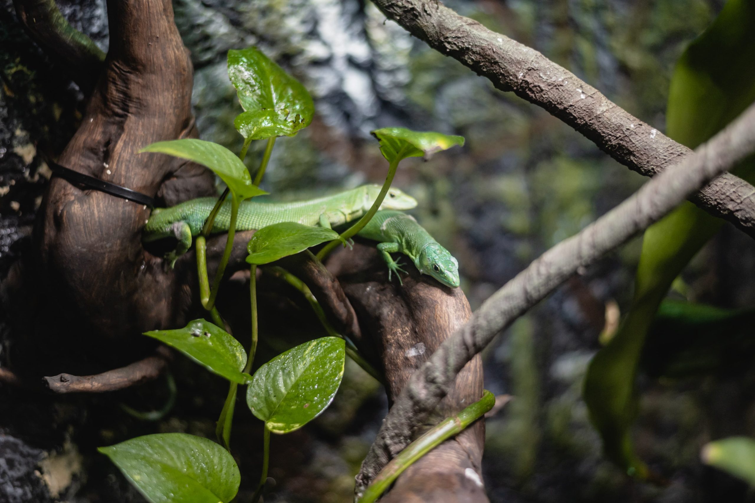 Reptiles Talk: From the Water to the Land