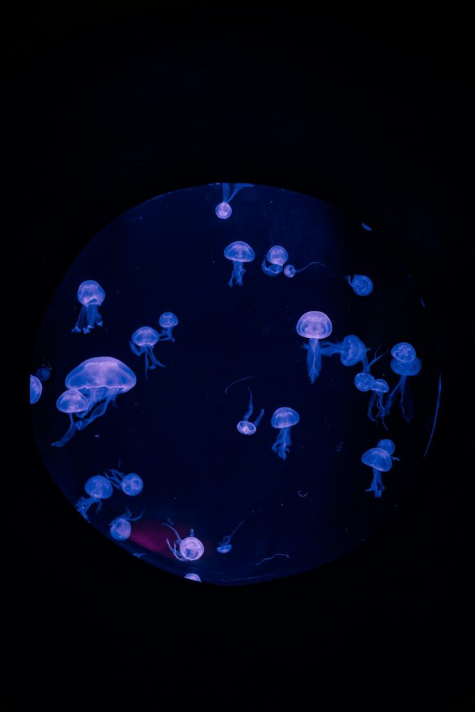 Jellyfish Talk: Living without a Brain