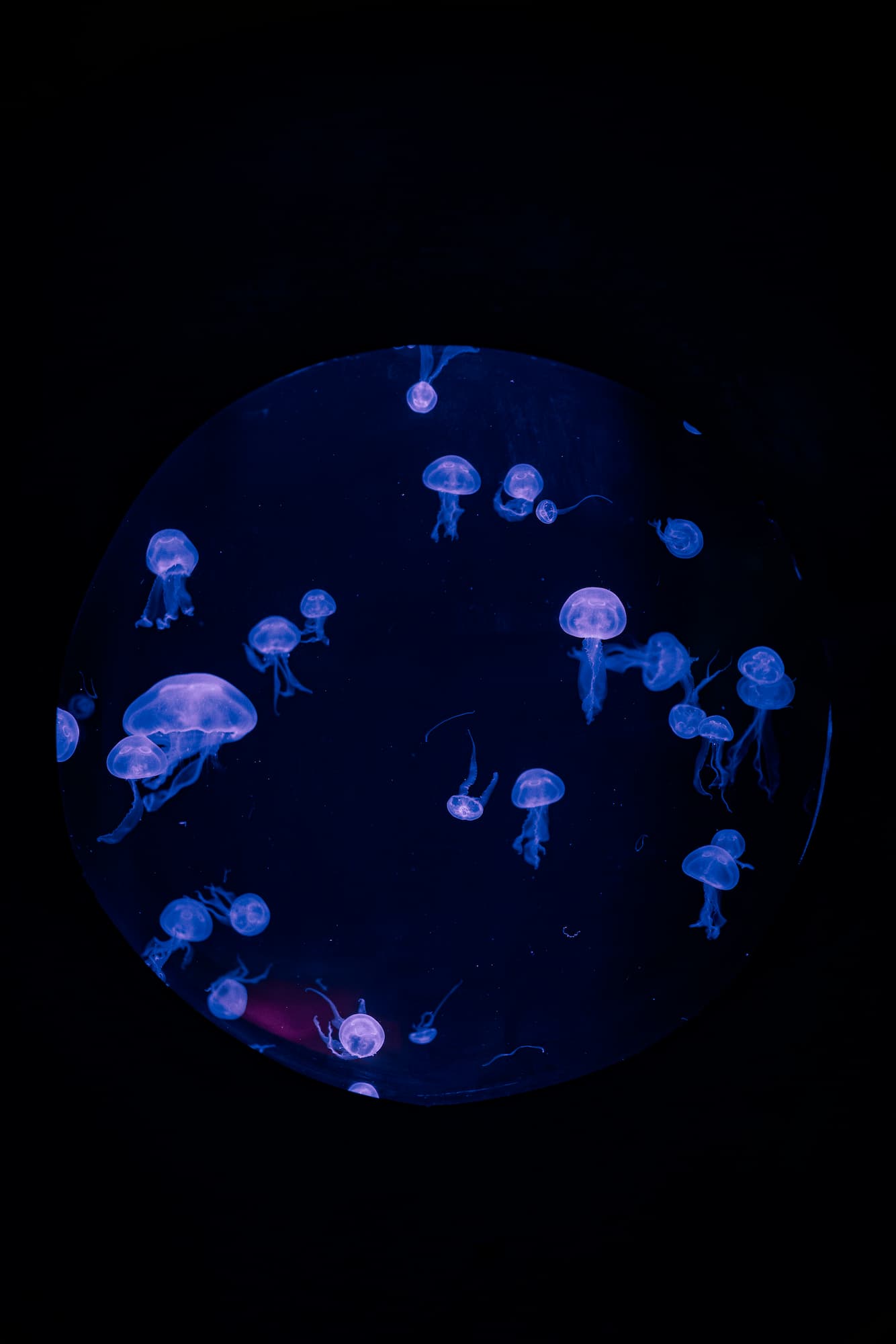 Jellyfish Talk: Living without a Brain