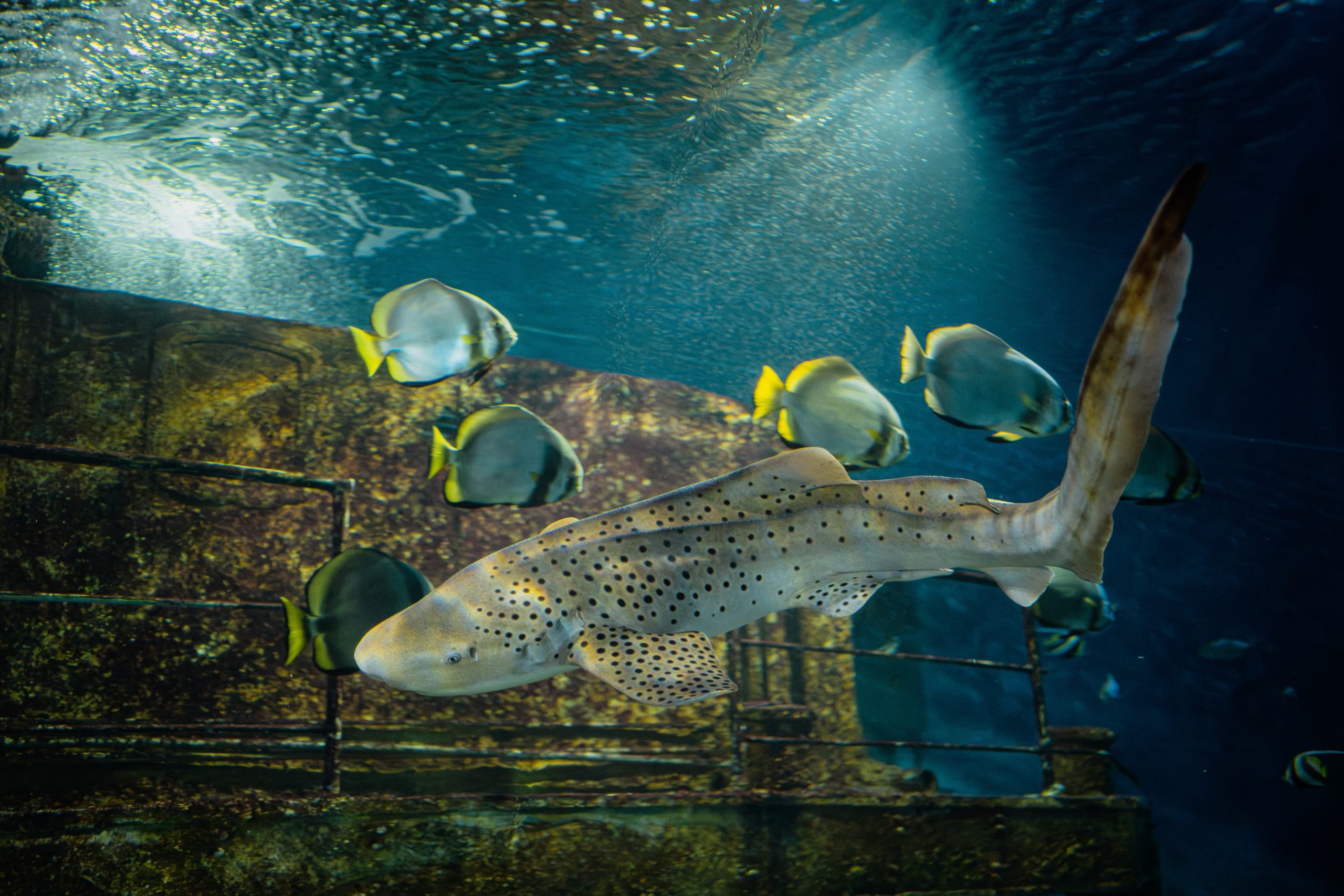 Main Tank Talk: Are you afraid of sharks?