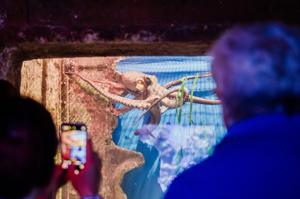 Octopus Talk: Eight Arms, Nine Brains