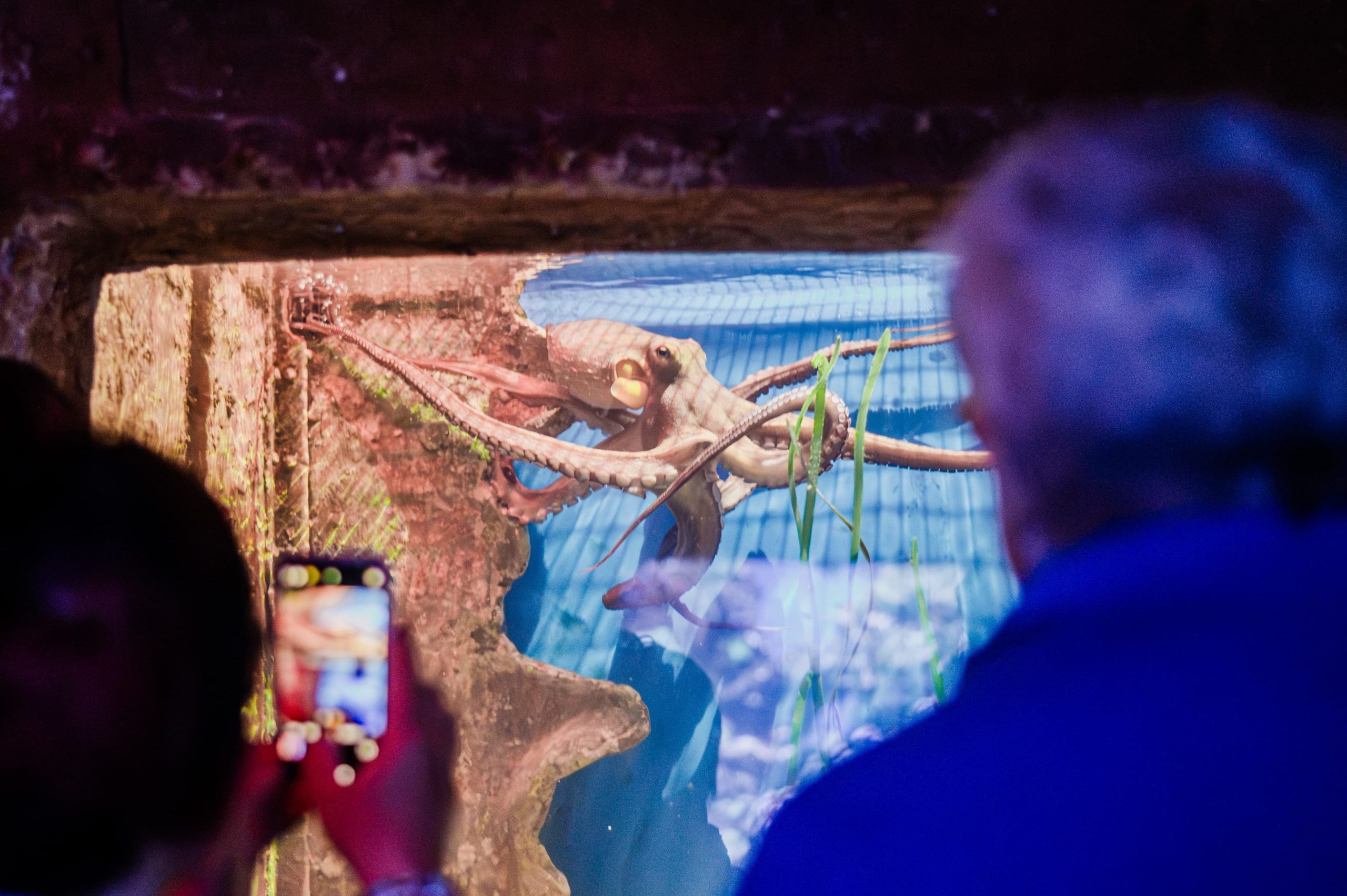 Octopus Talk: Eight Arms, Nine Brains