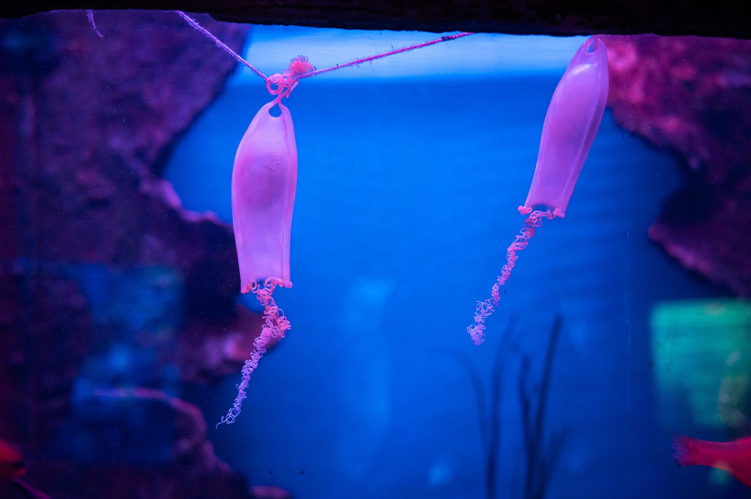 Baby Sharks Talk: From the Egg to the Sea