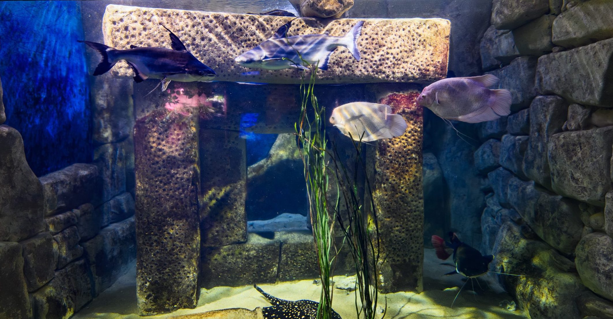 Big Fish Campaign Talk: Why Size Matters