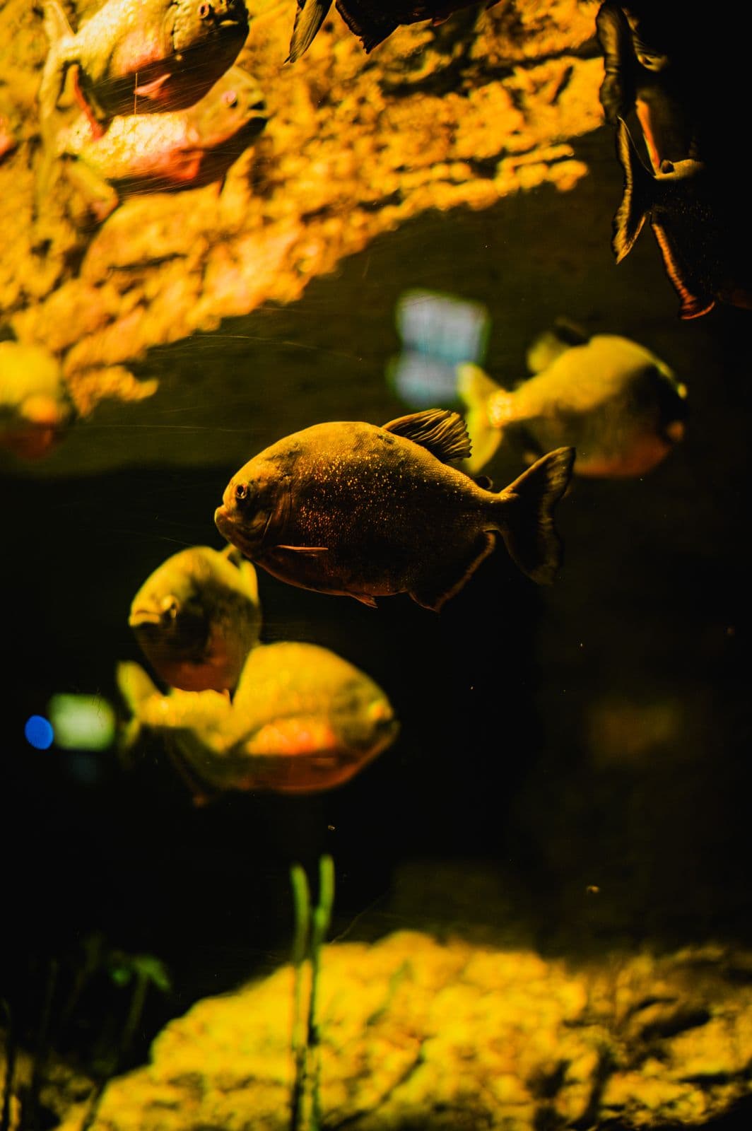Piranhas Talk: The Amazon's Strongest Bite