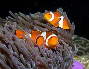 Common Clownfish