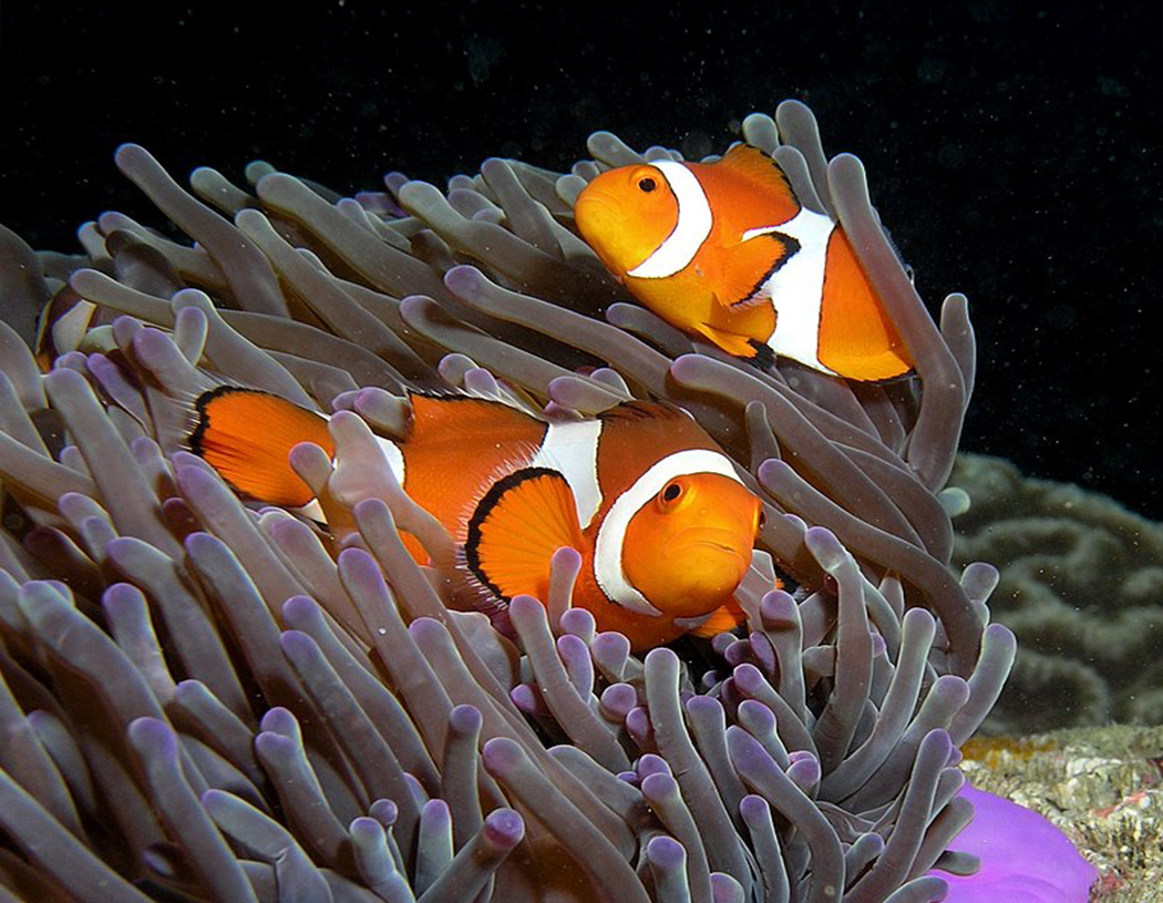 Common Clownfish