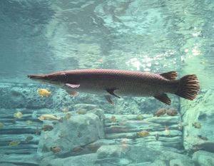 Alligator Gar