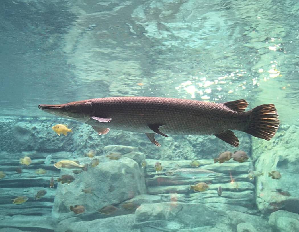 Alligator Gar
