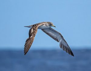 Scopoli's Shearwater