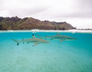 Blacktip Reef Shark