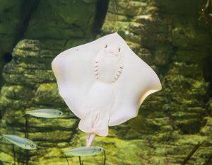 Common Stingray