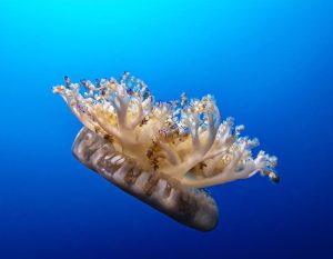 Upside-Down Jellyfish