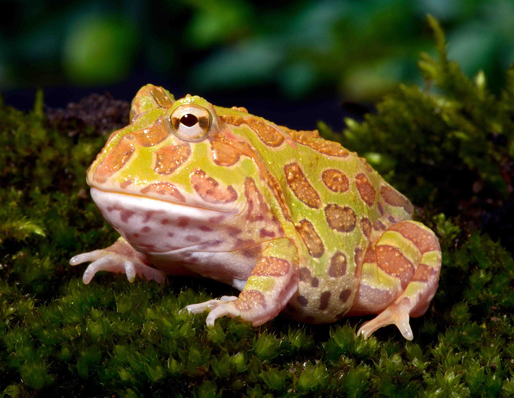 12. Cranwell's Horned Frog (Albino Pacman Frog)