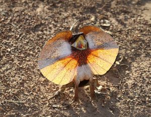 16. Frilled Lizard