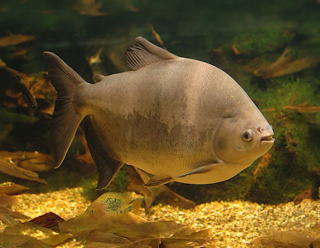 Black Pacu