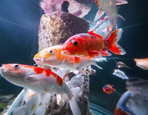 Koi