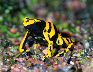 9. Poison Dart Frogs