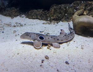 Epaulette Shark