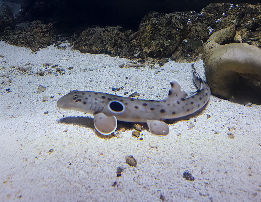 Epaulette Shark