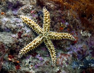 Spiny Starfish