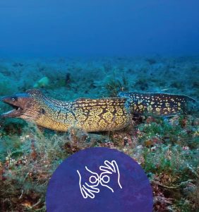 Mediterranean Moray Eel