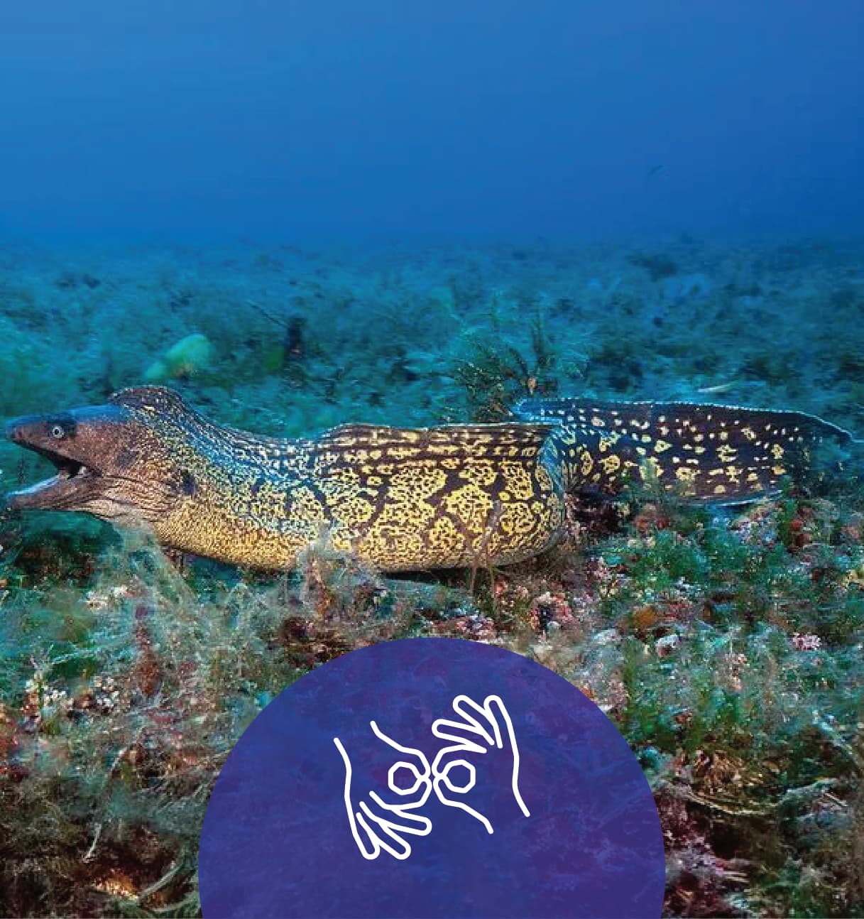 Mediterranean Moray Eel