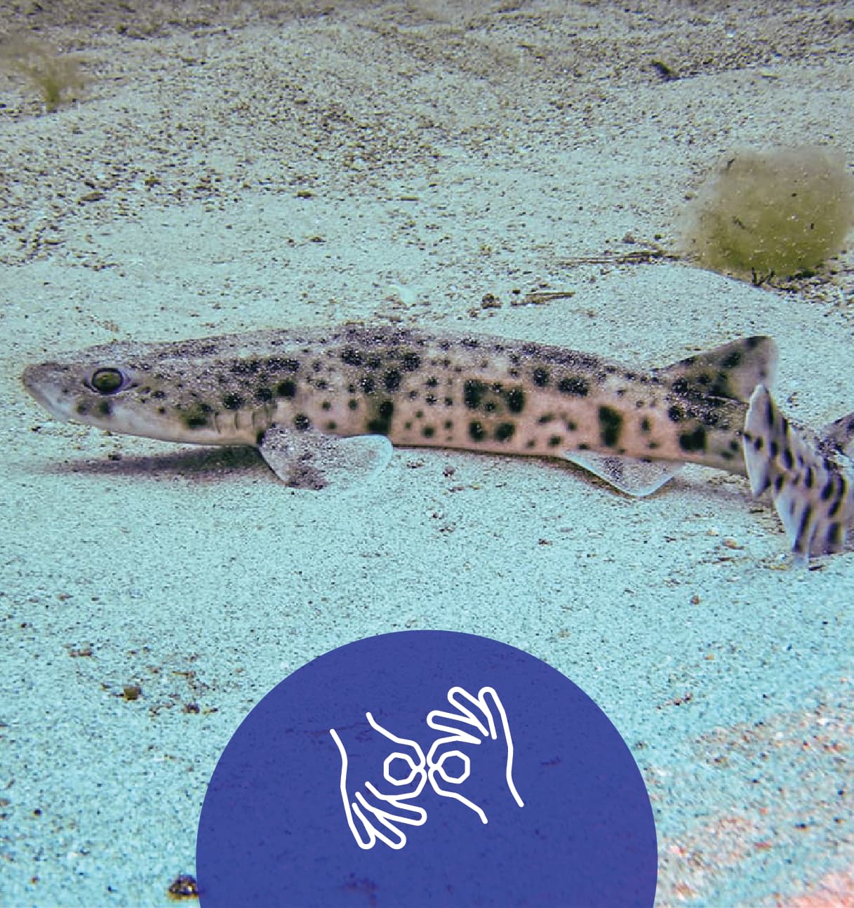Nursehound