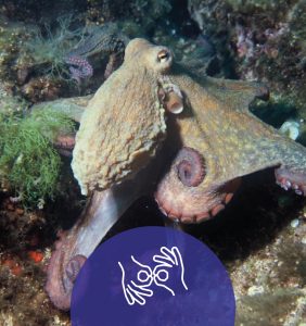 Common Octopus