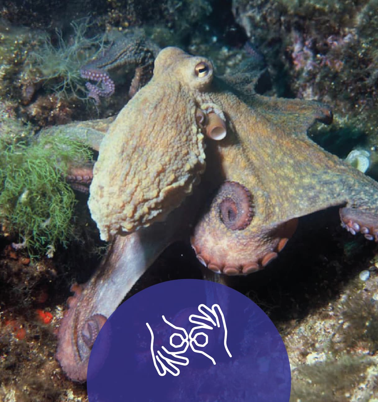 Common Octopus