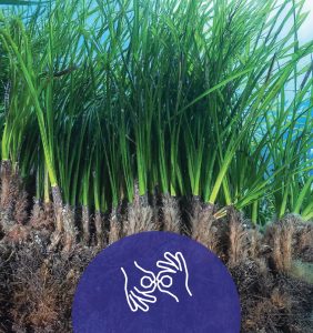Neptune Grass
