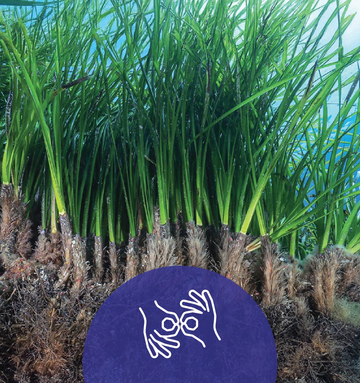 Neptune Grass