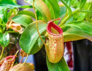 8. Carnivorous Plants
