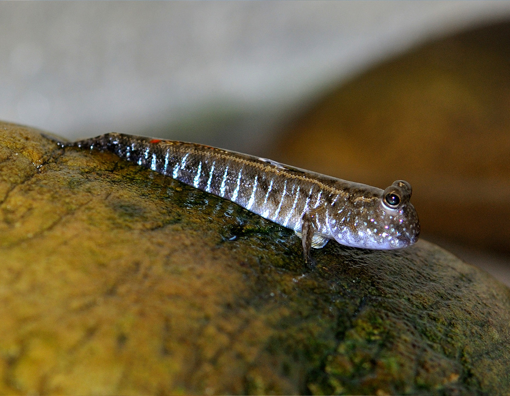 5. Asian Mudskipper