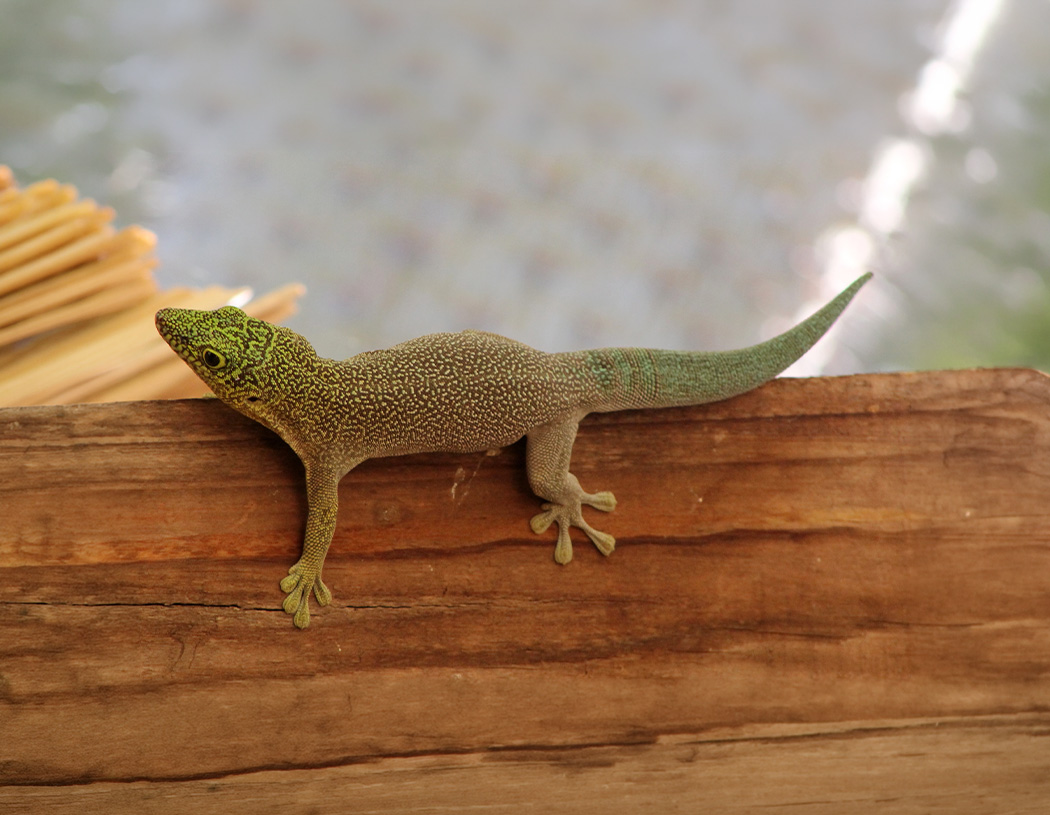 15. Standing's Day Gecko