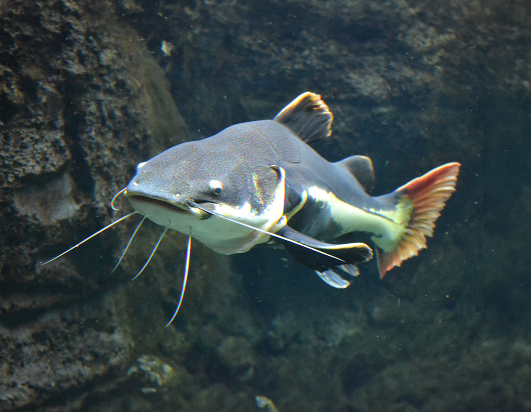 Redtail Catfish