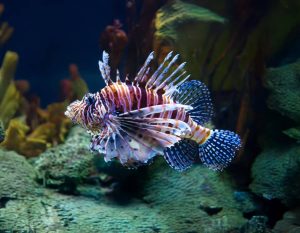 Red Lionfish