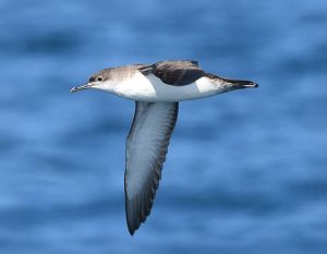 Yelkouan Shearwater
