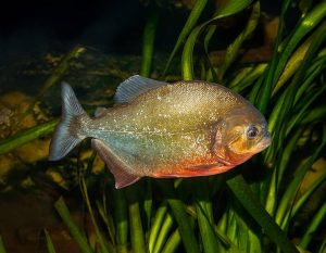 Red-Bellied Piranha