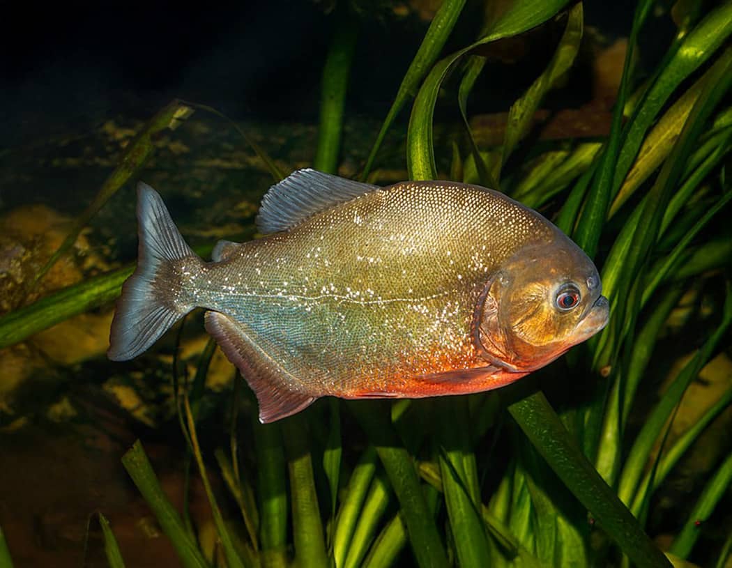 Red-Bellied Piranha