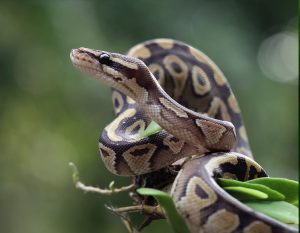 14. Ball Python