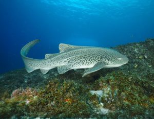 Zebra Shark